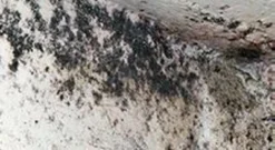 Bauchemikalien Geschäft -Bauchemikalien Geschäft Schimmelkiller chlorfrei 01