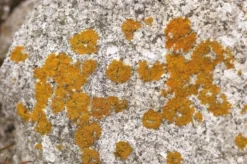 Bauchemikalien Geschäft -Bauchemikalien Geschäft algen und schimmelstop 02