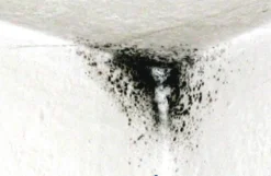 Bauchemikalien Geschäft -Bauchemikalien Geschäft fungi algizid 02